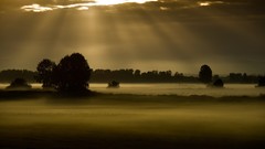 Landscapes Trees mist sunlight