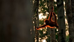 Landscapes Trees monkeys national geographic forests