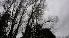 Landscapes Trees monochrome forests