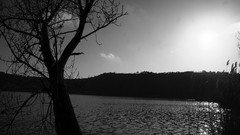 Landscapes Trees monochrome lakes