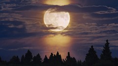 Landscapes Trees moon moonlight forests skyscapes