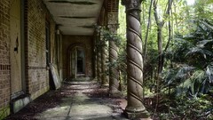 Landscapes Trees moss abandoned forests