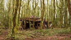 Landscapes Trees moss Europe houses forests