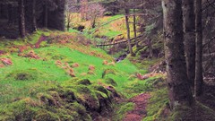 Landscapes Trees moss Europe Ireland forests
