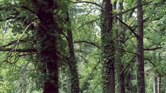 Landscapes Trees moss forests