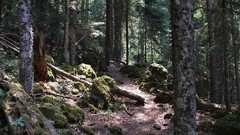 Landscapes Trees moss forests