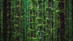 Landscapes Trees moss forests