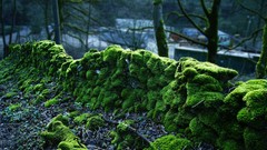 Landscapes Trees moss forests