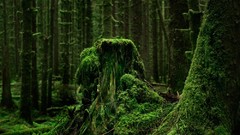 Landscapes Trees moss forests