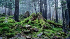Landscapes Trees moss forests