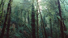 Landscapes Trees moss forests