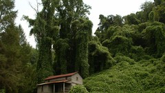 Landscapes Trees moss houses forests