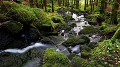 Landscapes Trees moss rocks streams forests