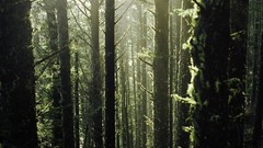 Landscapes Trees moss sunlight forests