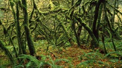 Landscapes Trees moss Washington national park forests Mount 