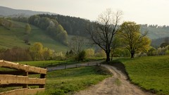 Landscapes Trees Mountains