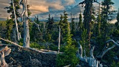 Landscapes Trees Mountains