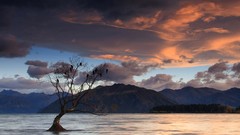 Landscapes Trees Mountains