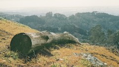 Landscapes Trees Mountains