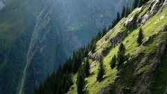 Landscapes Trees Mountains