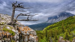 Landscapes Trees Mountains