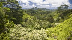 Landscapes Trees Mountains clouds jungle forests