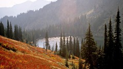 Landscapes Trees Mountains evergreens