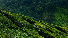 Landscapes Trees Mountains jungle forests