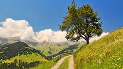 Landscapes Trees Mountains roads