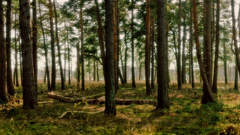 Landscapes Trees nature