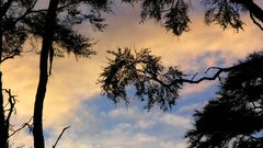 Landscapes Trees nature