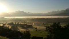 Landscapes Trees nature