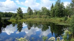Landscapes Trees nature