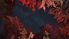 Landscapes Trees night Stars forests