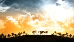 Landscapes Trees palm trees