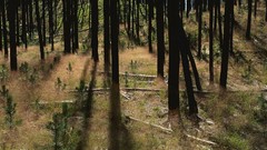 Landscapes Trees panorama multiscreen