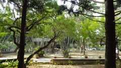 Landscapes Trees Park