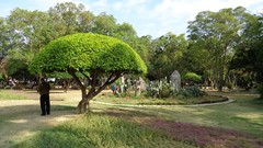 Landscapes Trees Park skies