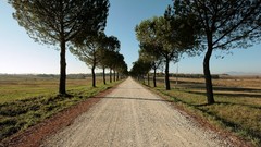 Landscapes Trees paths