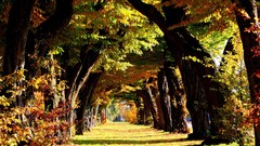 Landscapes Trees paths