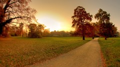 Landscapes Trees paths