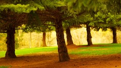 Landscapes Trees pine trees