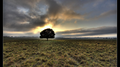 Landscapes Trees plains skyscapes