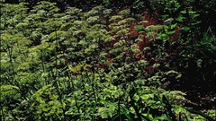 Landscapes Trees Plants Garden James Lapett