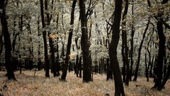 Landscapes Trees Poland Europe forests