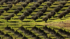 Landscapes Trees Portugal lakes reflections fruit trees