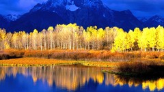 Landscapes Trees reflections