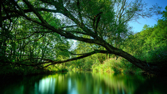 Landscapes Trees rivers