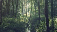 Landscapes Trees rivers forests