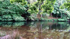 Landscapes Trees rivers forests